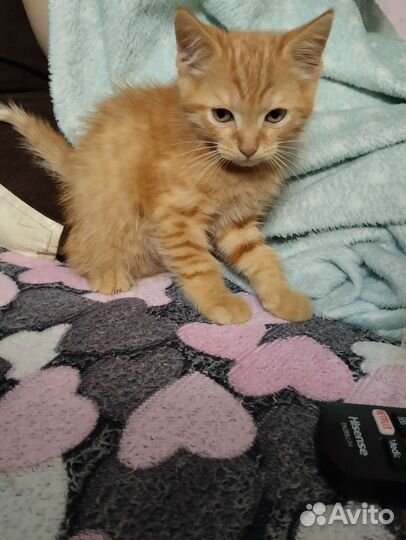 Рыжий котенок