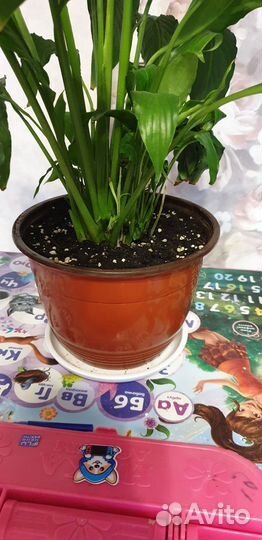 Большой Спатифиллум