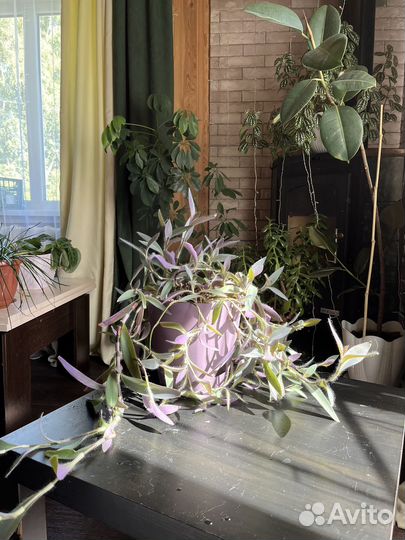 Комнатные растения