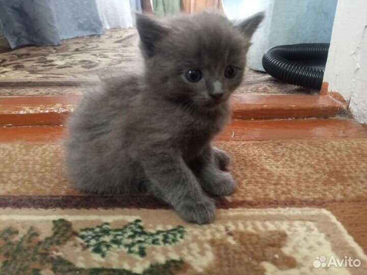 Котики и кошечка