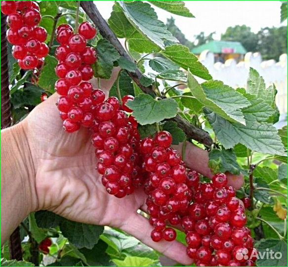 Свежая крупная сладкая чёрная смородина