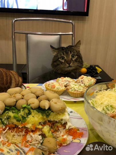 Кот для вязки