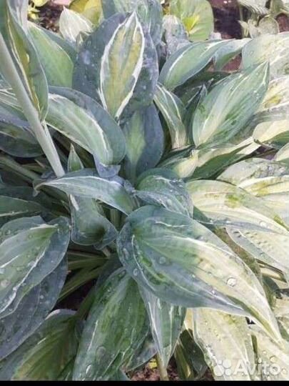 Хосты сортовые