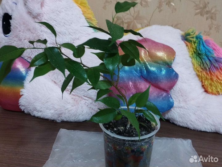 Фикусы бенджамина