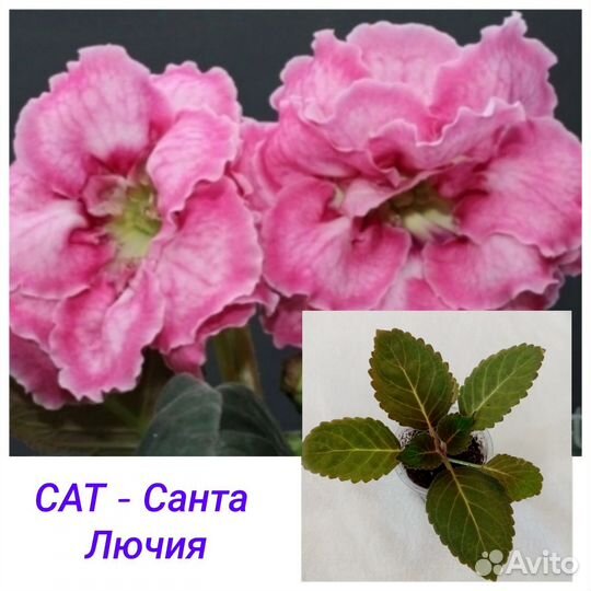 Глоксиния (укорененные отростки). Отправляю почтой