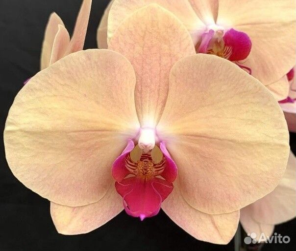 Орхидея