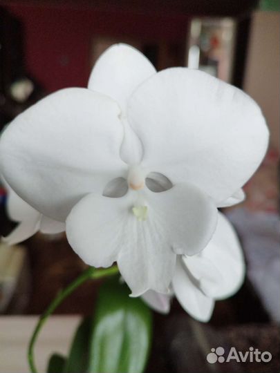 Орхидея Phal. Цветущий.Белоснежный Биг