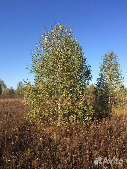 Береза пушистая Высота от 300см