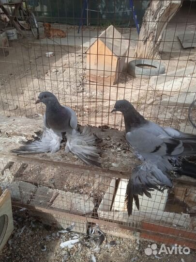 Продаются голуби