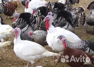 Продам индюшиные яйца