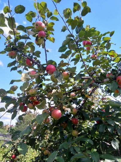 Дача 30 м² на участке 7 сот.