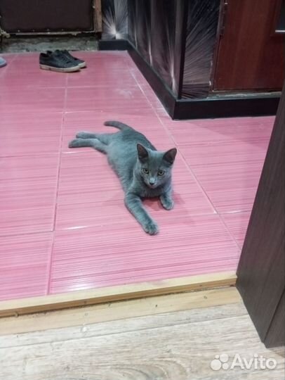 Кошечка в добрые руки