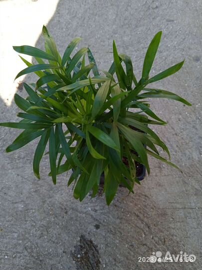 Пальма хамедорея