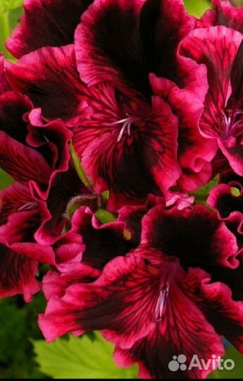 Королевская пеларгония