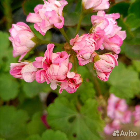 Пеларгонии Герани сортовые