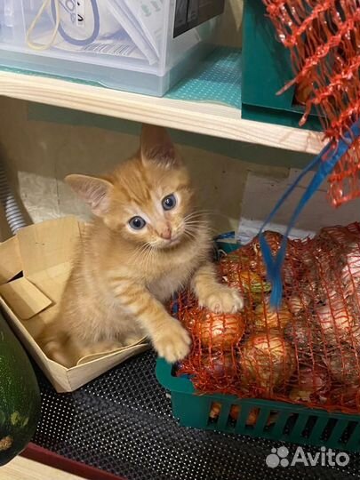 Котята в добрые руки бесплатно