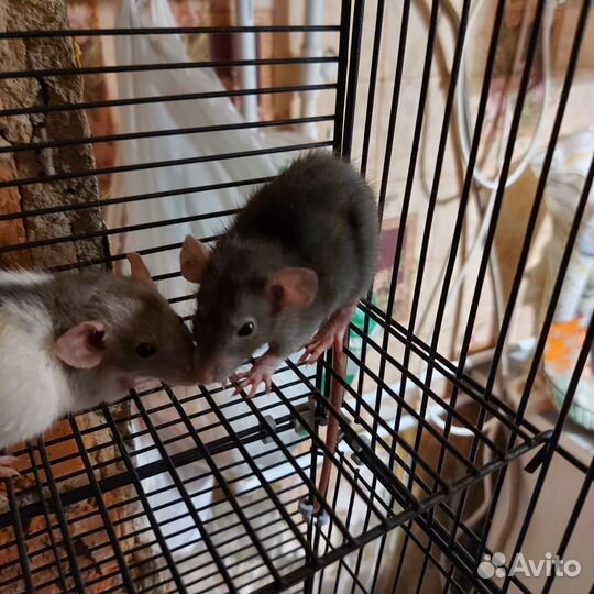 Декоративная крыса дамбо