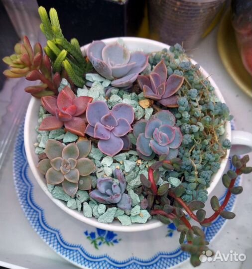 Мини-садики из суккулентов