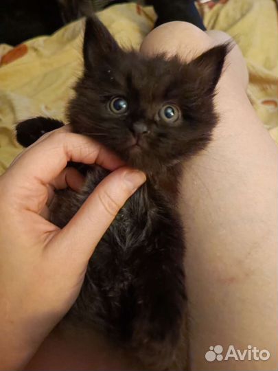 Пакля в поисках апартаментов :)