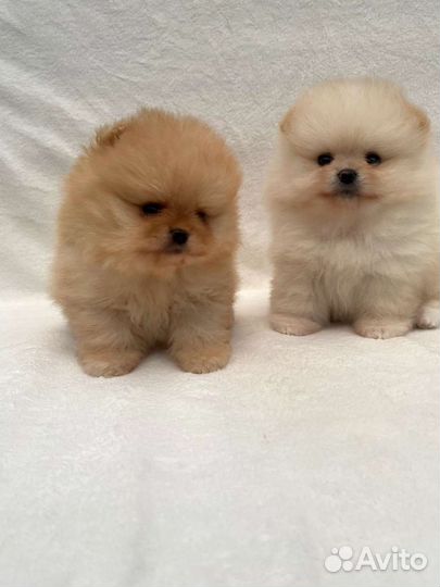 Померанский шпиц