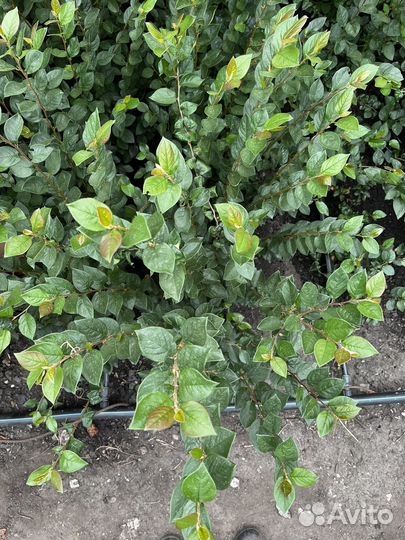 Кизильник блестящий