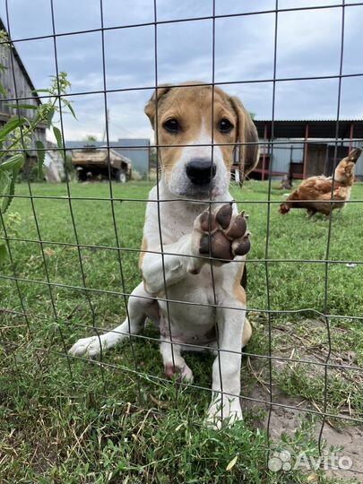 Щенки русской пегой гончей в дар
