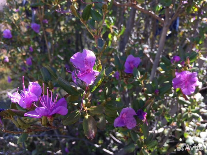 Туры в Алтай