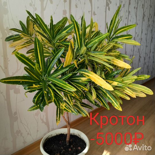 Комнатные растения