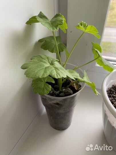 Герань пеларгония