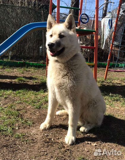 Девочка метис хаски бесплатно в добрые руки