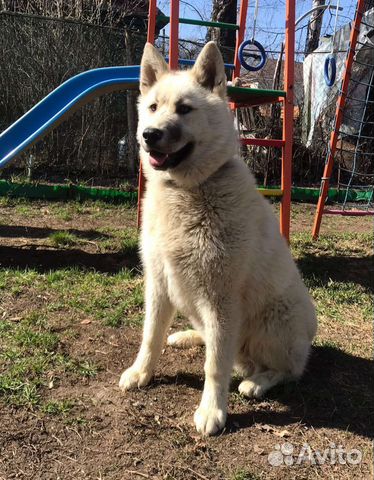 Девочка метис хаски бесплатно в добрые руки