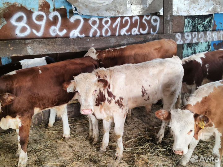 Телята бычки быки жеребята