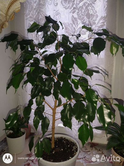 Фикус бенджамина наташа