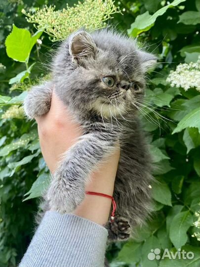 Котята экзоты