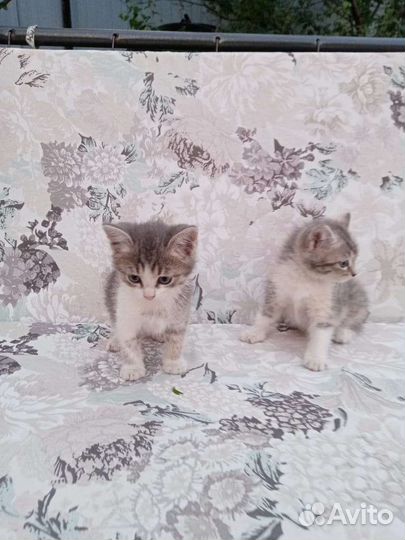 Трехцветные котята в добрые руки