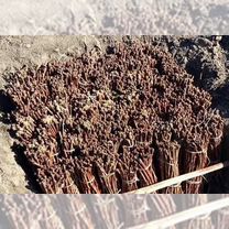 Виноград Чубук черенки Зинфандель