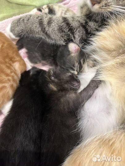 Отдам бесплатно животные