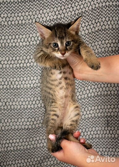 Котенок Чаузи Ф1 мальчик