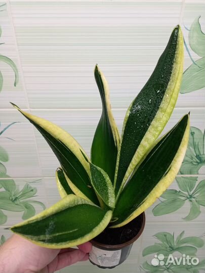 Сансевиерия Блэк Голд