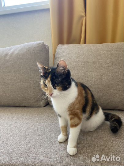 Домашние кошки