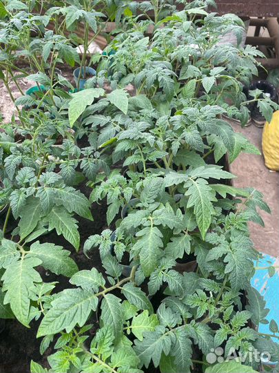 Рассада томатов Мохитос