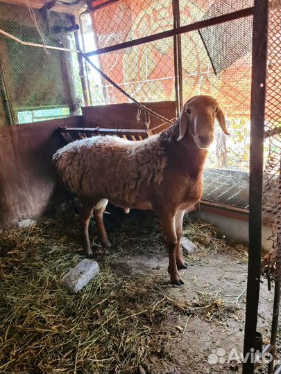 Продаю барана