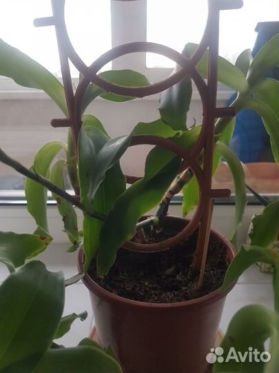 Растение золотой ус