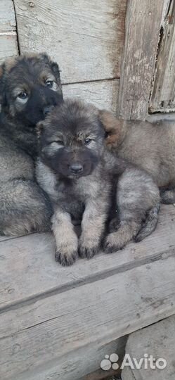 Щенки Кавказской овчарки