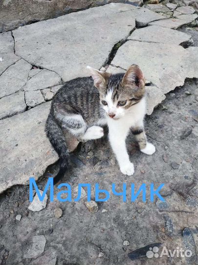 Мальчишка шалунишка в добрые руки