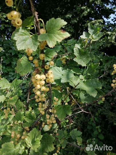 Смородина чёрная, красная, белая