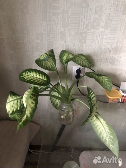 Диффенбахия сортовая верхушка