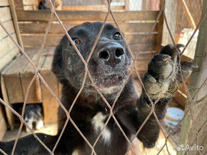 Собака ищет дом