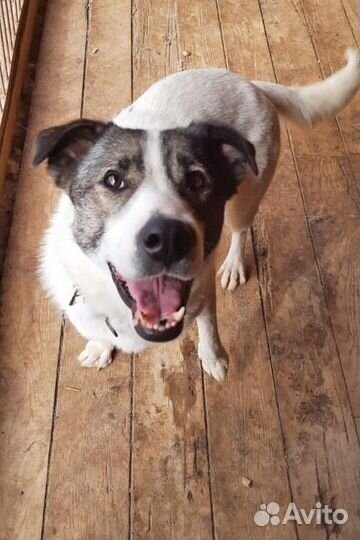 Малышка Струня хочет стать домашней