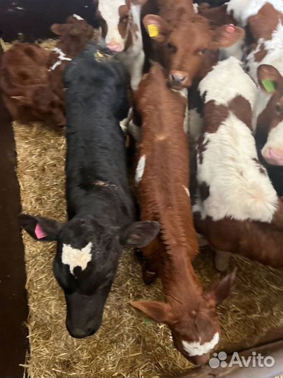 Телята бычки скот с доставкой до двора